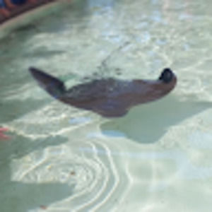 Meet your Posher, Arailie